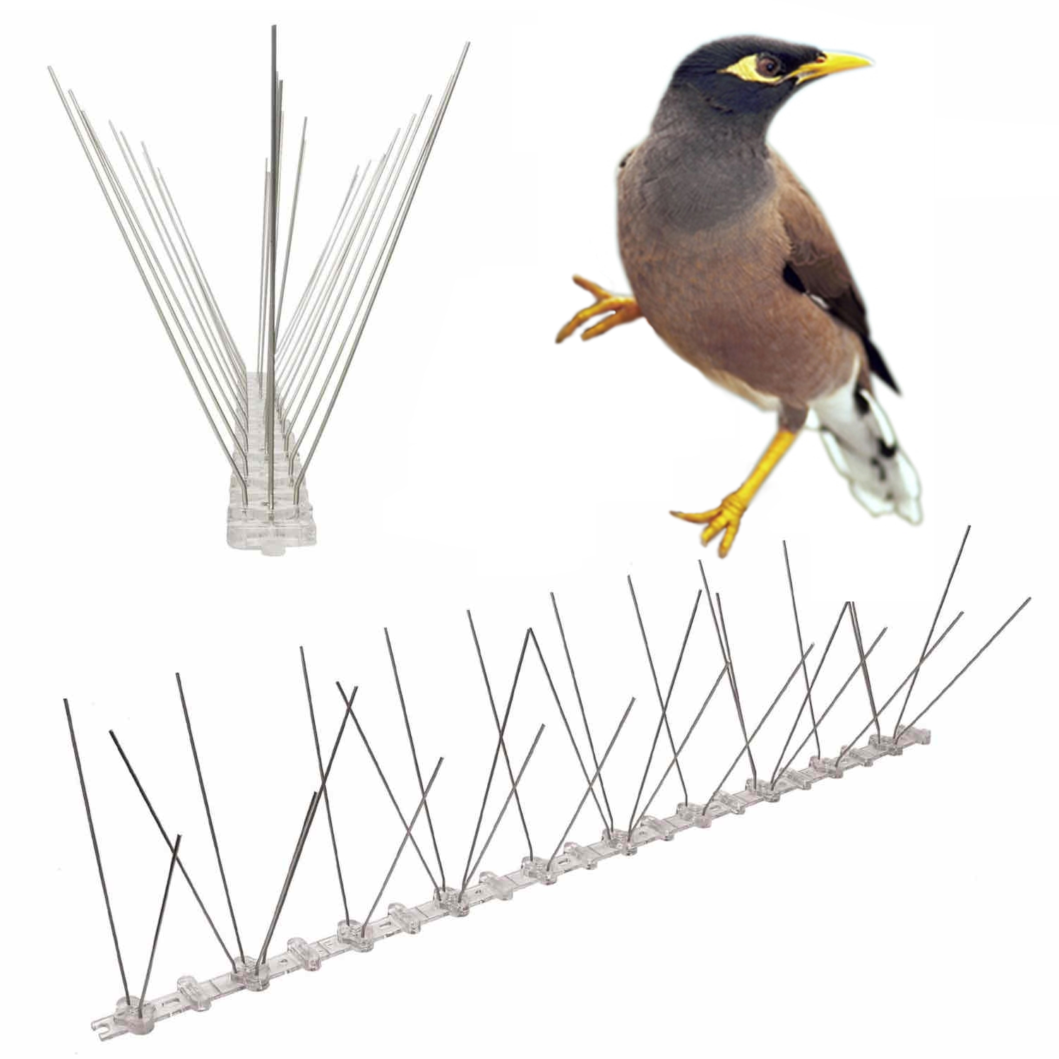 Anti-Indian Myna Spikes
