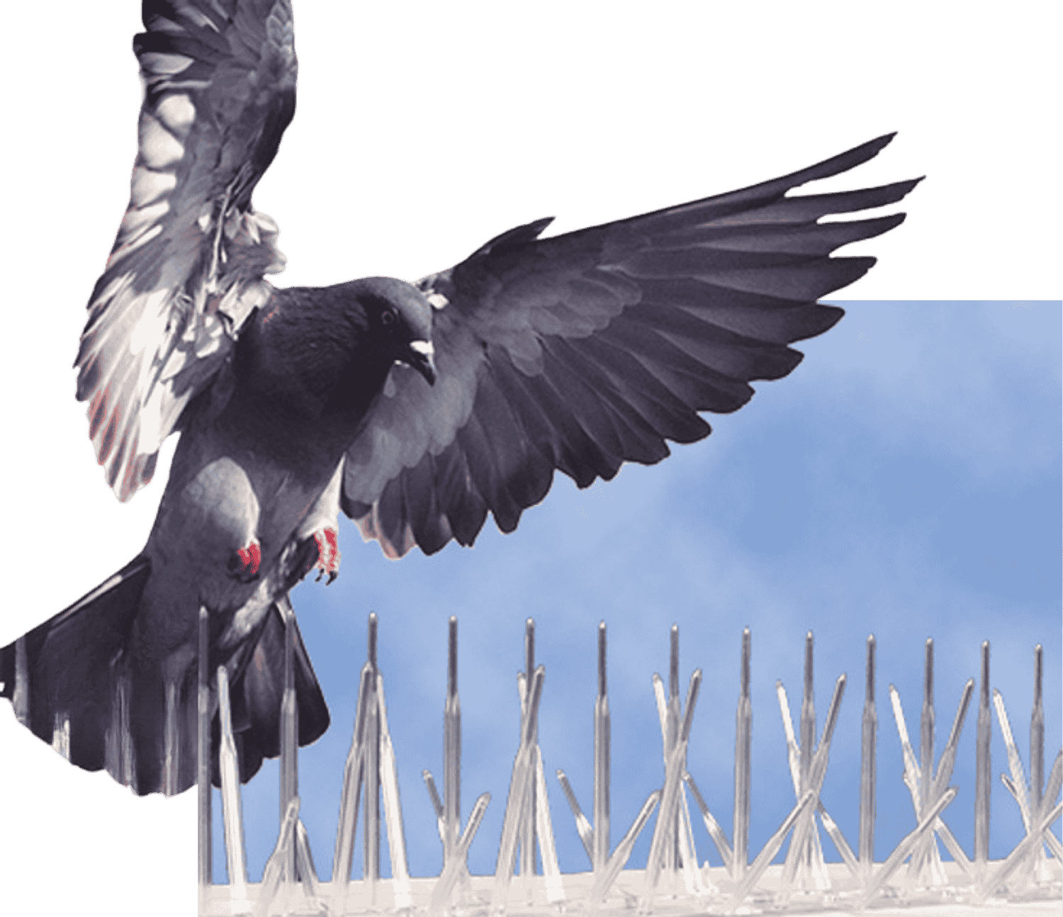 best-bird-spikes-company-online best bird spikes company online